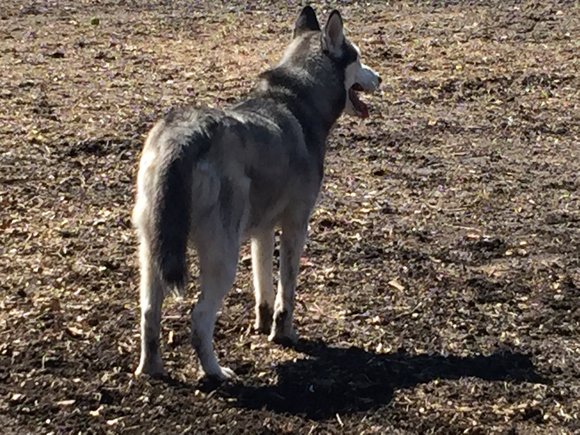 17-ście Mgnień Wiosny